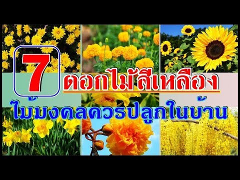 วีดีโอ: ดอกไม้ในร่มที่มีดอกสีเหลือง (28 รูป): ประเภทของพืชในร่มที่มีดอกเทียนสีเหลืองและรูปแบบอื่น ๆ