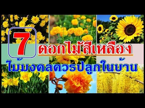 ดอกไม้สวนเหลือง 7 ดอก ความหมายดี เป็นมงคล น่าปลูกในบ้าน..!!