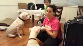 Dogo Puppy Training