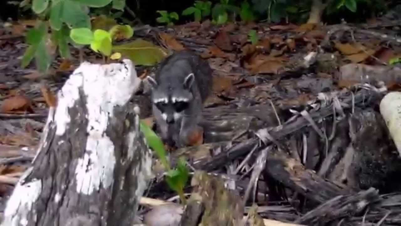 Procyon cancrivorus (Crab-eating Raccoon)