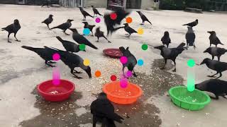 Crow Sounds  কাকের ডাক | Intelligent Bird crow | Smart Crow Bird | Crow Sound Effect by Realistic Animal Sounds 48 views 3 months ago 5 minutes, 6 seconds