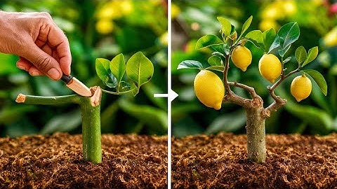 Lemon Tree Hack: Propagate from Cuttings Like a Pro!