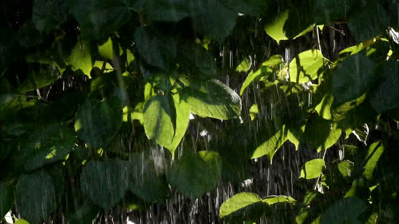 Звуки природы дождя слушать