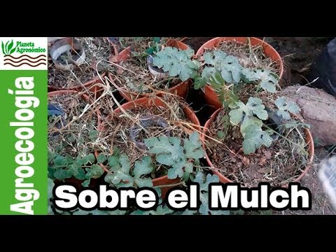 5 ventajas del acolchado de plantas o mulching