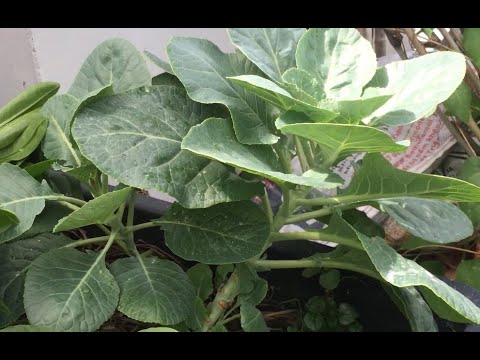 Trồng cải rổ, cải kale không cần hạt | THÍCH TRỒNG CÂY TV - YouTube