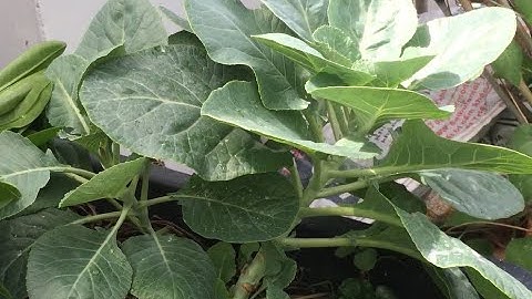 Trồng cải rổ, cải kale không cần hạt | THÍCH TRỒNG CÂY TV