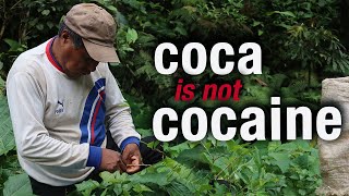 The SACRED South American COCA leaf - indigenous communities