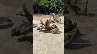 Mukhi pigeon || shorts trending viral pigeon kabootar কৃষি_খামার_টিপস shortvideo fyp