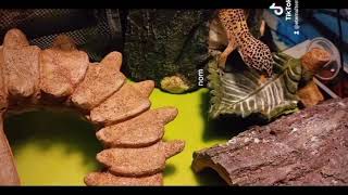 Feeding My Leopard Gecko by Eternal Tem 75 views 2 years ago 18 seconds
