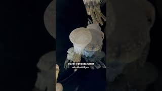 Zamanı tersine çeviren canlı! #shorts #keşfet #bilim #ilginçbilgi #hayvanlar #science #viral