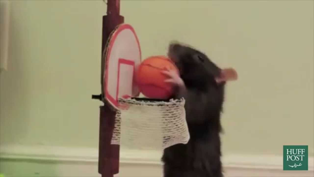 Two Trained Rats YouTube