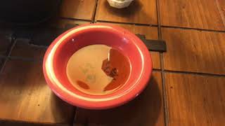How to Kill Gnats / Fruit Flies  I compare Raid Fly Sticks to  Fly Paper and Apple Cider Vinegar