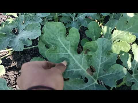 Video: Semangka Fusarium