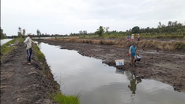 cảnh tạc thuốc cá vuông tôm bắt cá rô phi