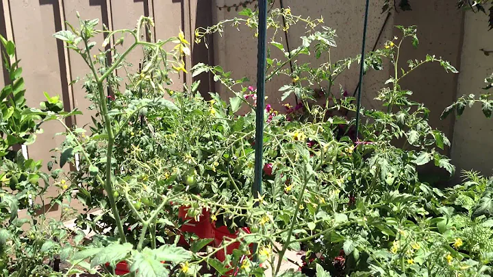 (in Japanese) Greg Lafrance's backyard garden in b...