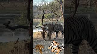 Tiger #tiger #shortsvideo #animals #shorts #wildlife #lion #jungel #short #wildanimals #nature1