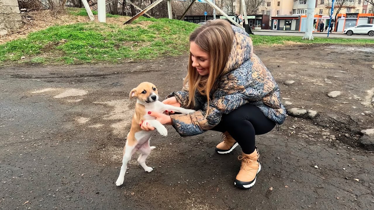 Watch the Moment Tiny Puppy Realises She’s Being Rescued…