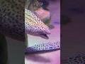 #morayeel #aquarium #eel #trendingshorts