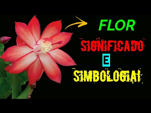 Vídeo: O Que As Flores Amarelas Simbolizam?