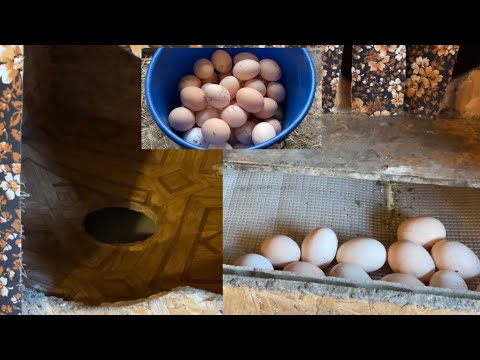 Гнёзда для кур несушек с дыркой для сбора яиц