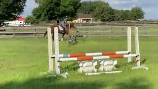 NOBILIS - Adoptable Thoroughbred Gelding - New Vocations