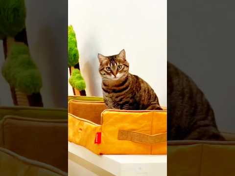 cat wouldn’t sleep… then this happened 😭😂 #shorts #shortsfeed #cat #funny #comedy