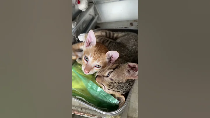 Video 11809381: cat kitten meow cutecats, kitten meow cutecat funny, cats kittens meowing cute