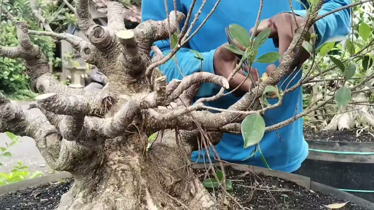 Agar tunas tumbuh dengan subur dan kulit tidak gosong begini caranya
