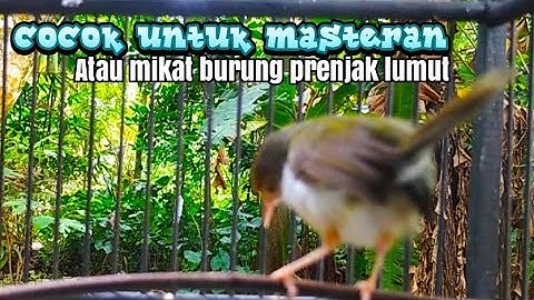 suara prenjak lumut memanggil lawan
