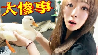 動物達に酔ってキスしまくったら大惨事になったんだけど・・・