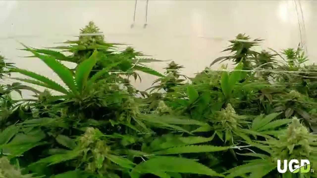 UGD TV - Marijuana Grow Update 8.8.15