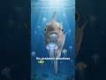 Why People Think the Ocean Sunfish Is Useless..But It’s Not🇺🇲