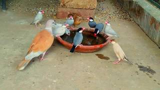 MIX BIRDS