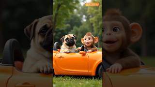 The Great Pug And Monkey Driving Adventure.