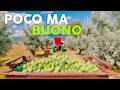 RACCOLTA OLIVE 2023