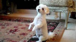 Princess the Bichon/Maltese/Toy Poodle mix doing Acrobat tricks