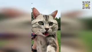 😻😹 Cats vs. Life: Hilarious Fails That Will Make You Laugh Out Loud! 😂