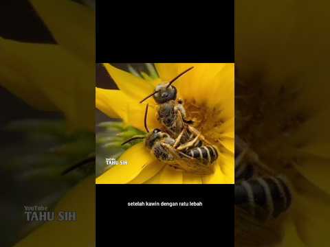 Honey 🍯 Bears 🐻