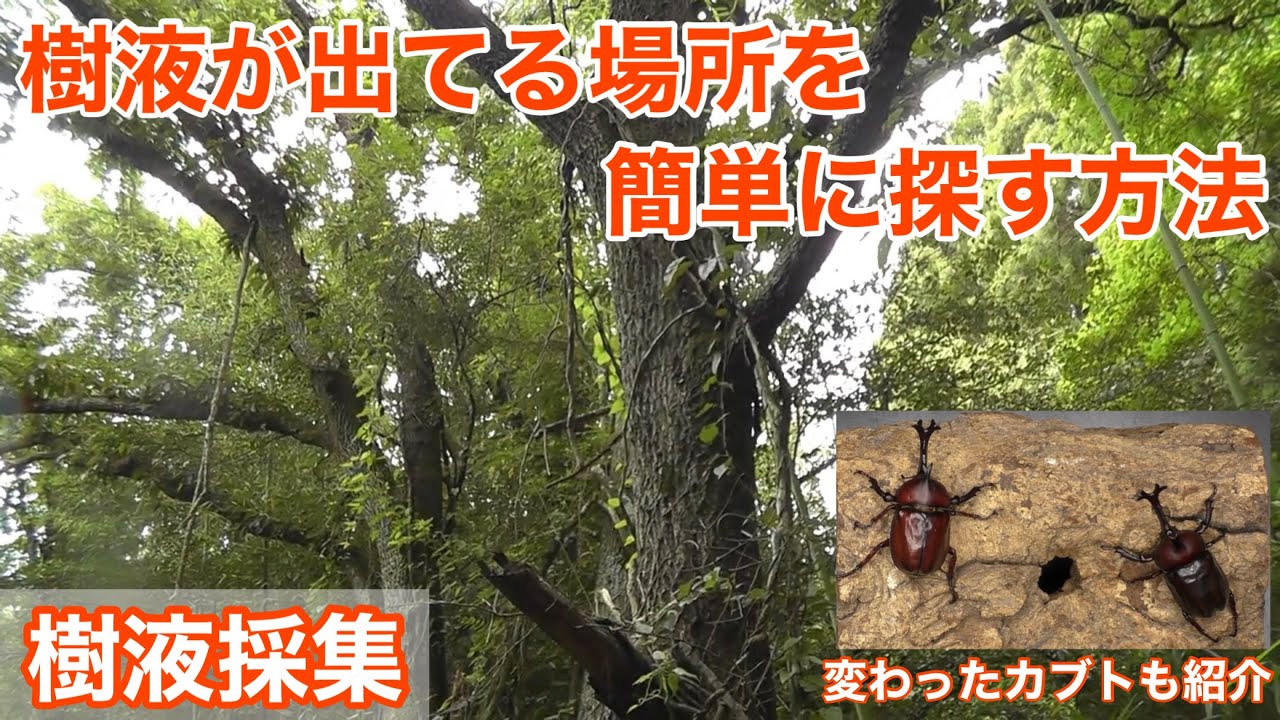 Collecting tree sap] An easy way to find places where tree sap is