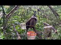 Luyện Giọng Chào Mào Hót Đấu Hay | âm thanh kích chào mào siêu hay