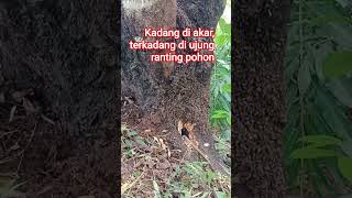 AKAR POHON MENYIMPAN LEBAH MADU
