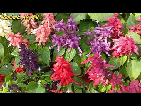 Very Relaxing Piano Music with Mother Quotes #viral #viral