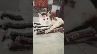 rani✨#cats #catlover #cat #help strays#animals #adoptstrays