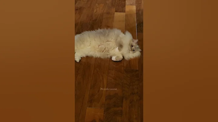Watch the video about Super freakin' adorable fluffy ragdoll cat Leone 🐱💜 Ragdoll flop of fluff