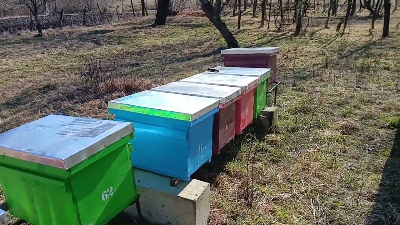 Apicultura in Cluj, dezvoltarea de primavara, evolutia nucleului dintr-o rama de puiet