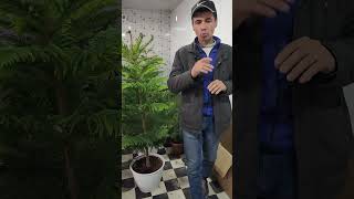 990001062913255919Noyob Daraxtalar Va Osimliklar Narxlari Kochatlar Narxlari