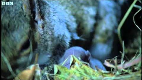 Newborn squirrels nesting - Wildlife on One - BBC