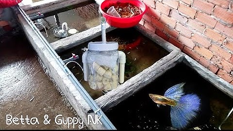 Nuôi cá 7 màu có cần lọc hay sủi oxi không? - sủi oxi có làm tăng pH nước không?