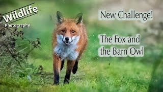 Wildlife Photography  The Fox and the Barn Owl, Part 1