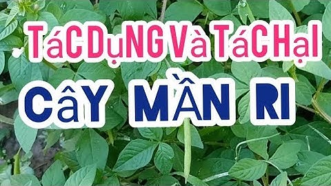 CÂY MẦN RI / CÔNG DỤNG GÌ??